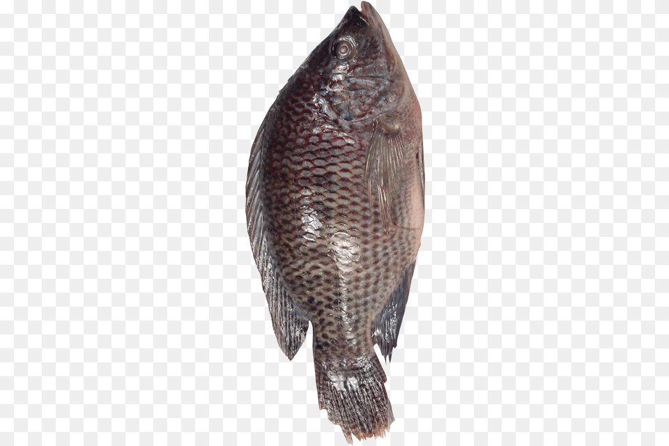Fresh Basacatfishpangasius Bocourti From Vietnam, Animal, Fish, Sea Life, Halibut Png