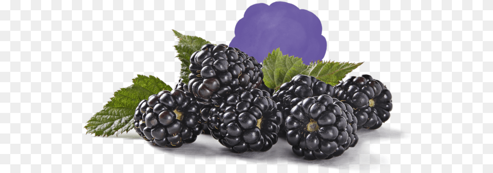Fresh Berries Blackberry, Berry, Food, Fruit, Plant Png Image