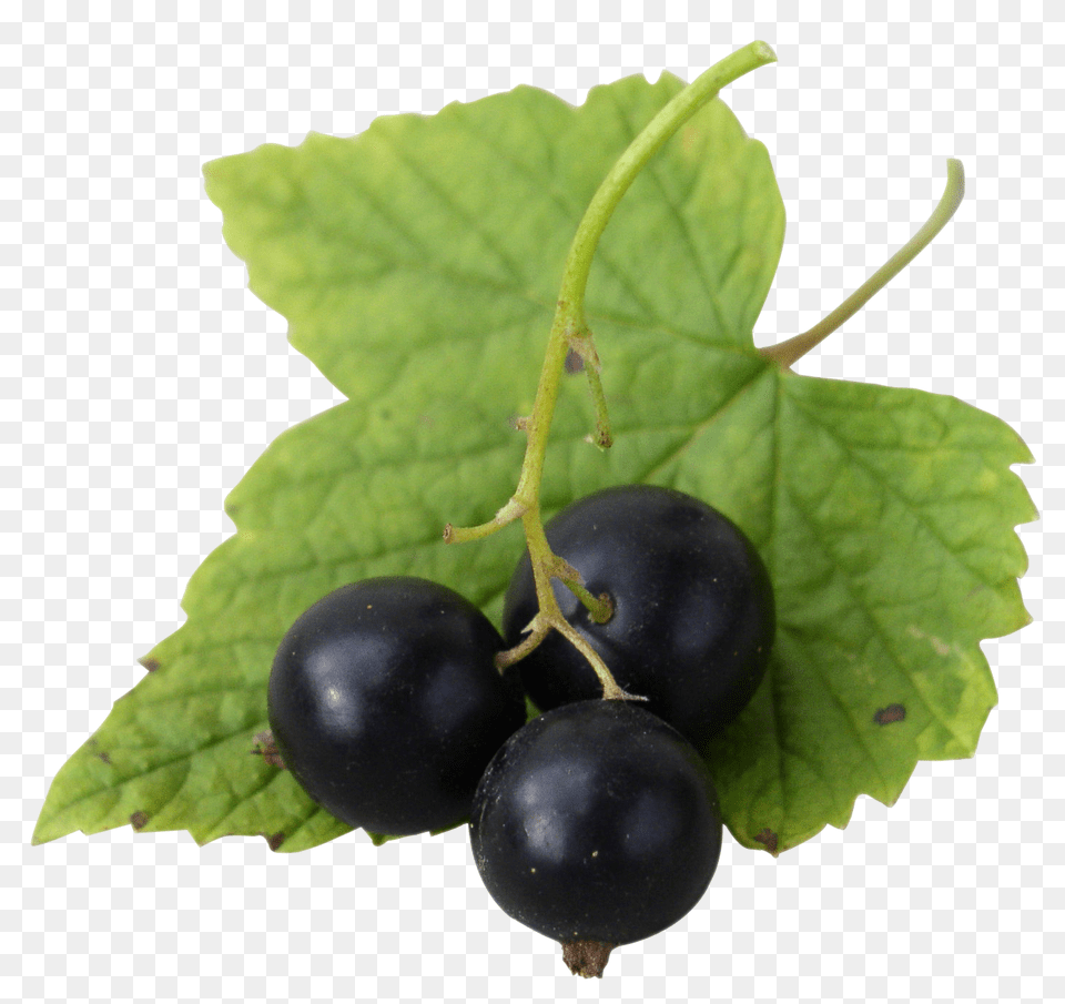Fresh Black Currants Image, Food, Fruit, Plant, Produce Free Transparent Png