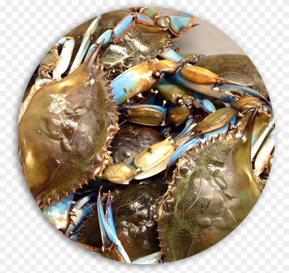 Fresh Blue Crabs Daily Dungeness Crab, Animal, Food, Invertebrate, Sea Life Free Transparent Png