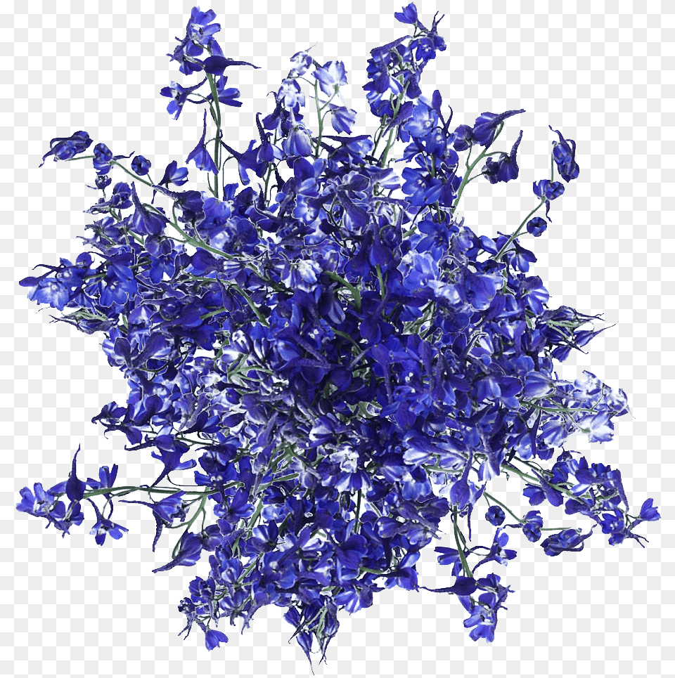 Fresh Blue Volken Delphinium Flowers Artificial Flower, Plant, Crystal Free Png Download