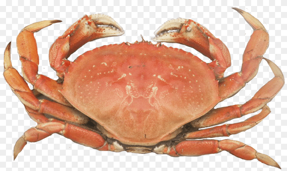 Fresh Catch, Food, Seafood, Animal, Crab Png