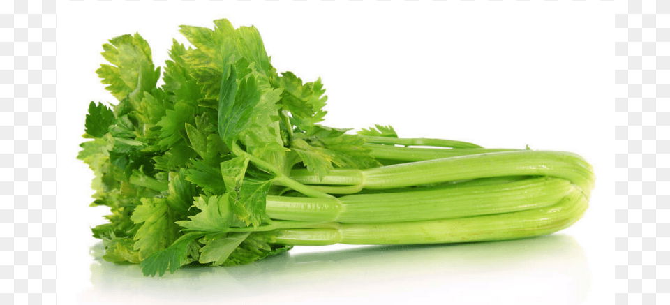 Fresh Celery, Herbs, Plant, Food, Cilantro Png Image