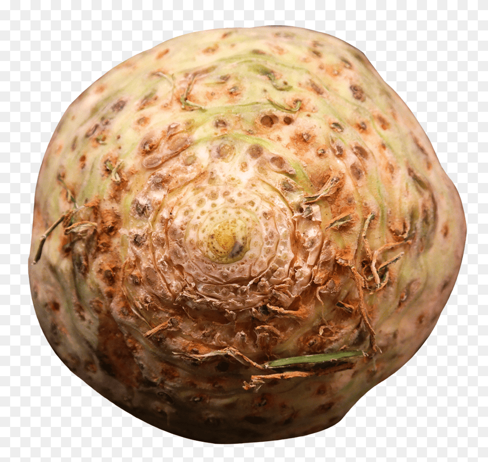 Fresh Celery Root Image, Food, Plant, Produce, Rutabaga Free Png