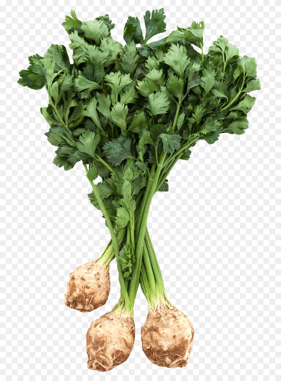 Fresh Celery Root With Leaves Image, Plant, Herbs, Food Free Transparent Png