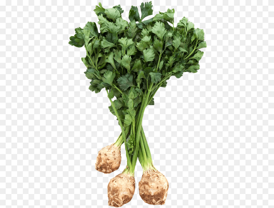 Fresh Celery Root With Leaves Image Celery Root, Plant, Herbs, Food Free Png Download
