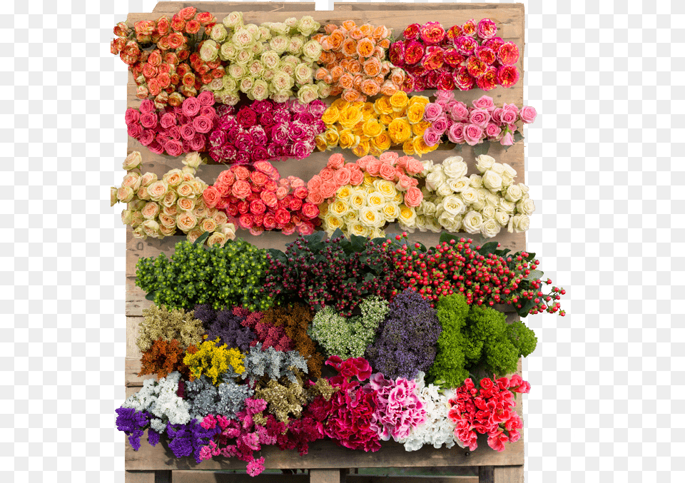 Fresh Cut Flowers, Plant, Flower Bouquet, Flower Arrangement, Flower Free Png Download
