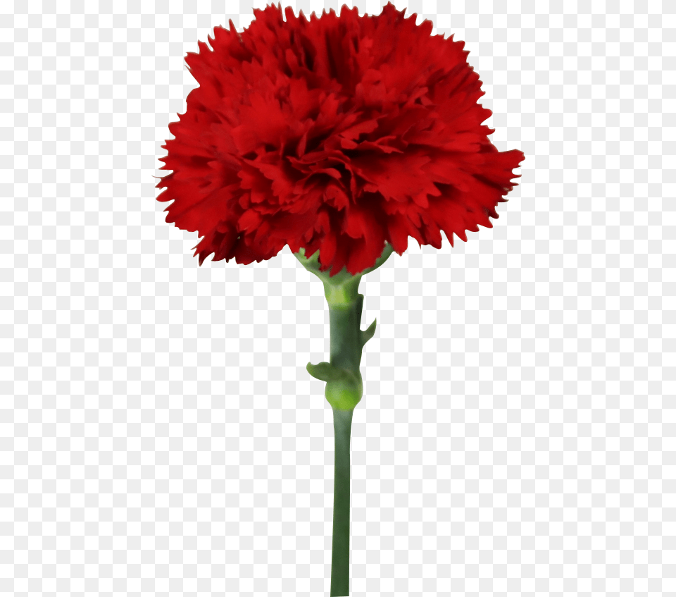 Fresh Cut Flowers Red Carnations Master Carnation For Carnation, Flower, Plant Free Png Download