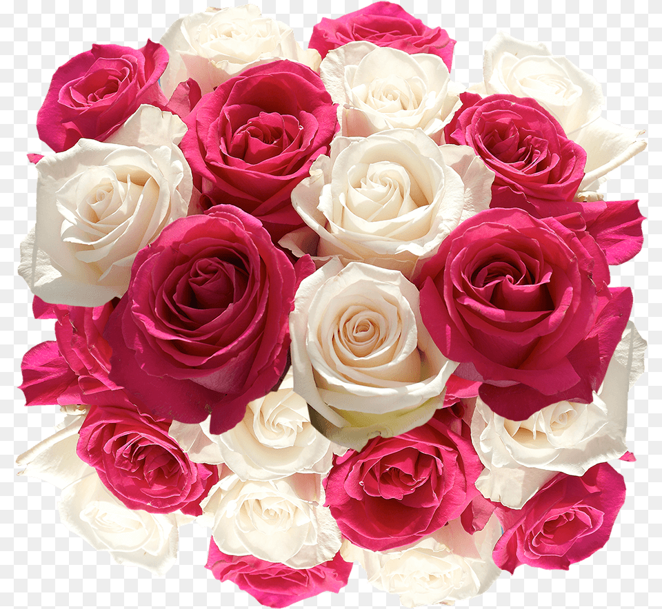 Fresh Cut Roses Hot Pink And White Blooms Garden Roses, Flower, Flower Arrangement, Flower Bouquet, Plant Free Png Download