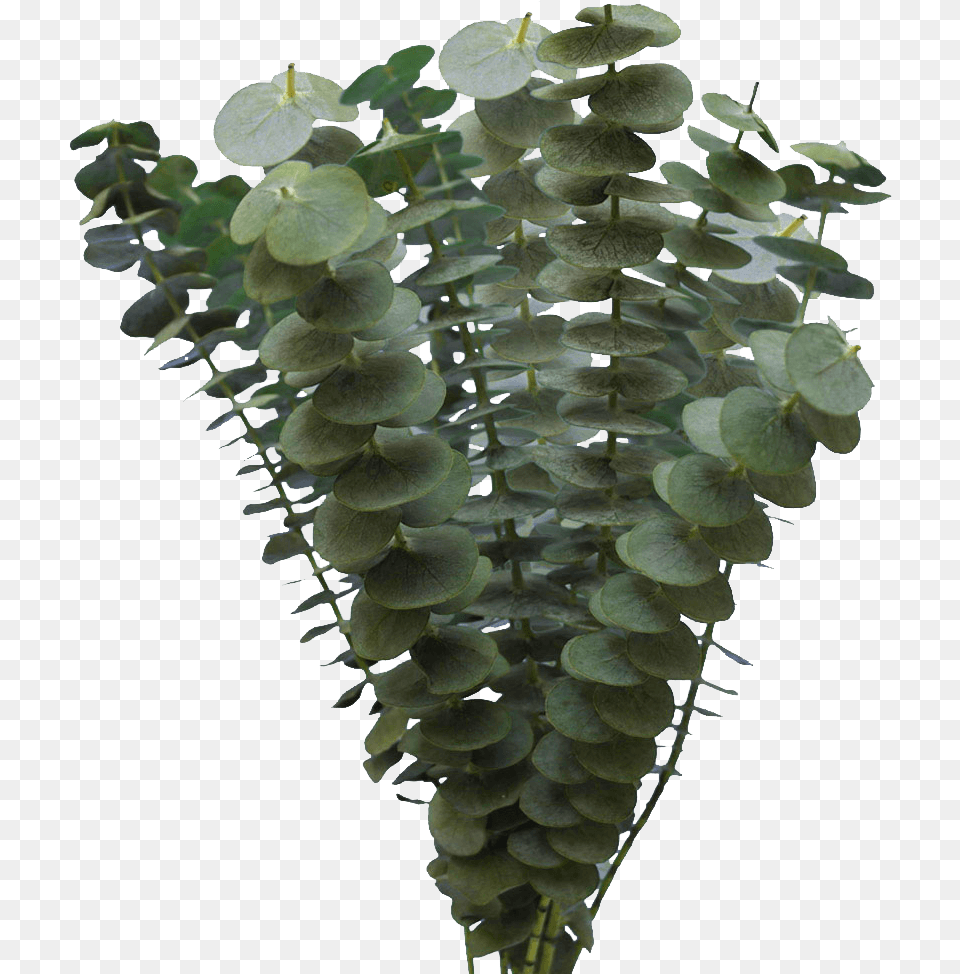 Fresh Eucalyptus Flower Online For Sale Tree, Leaf, Plant, Fern Free Transparent Png