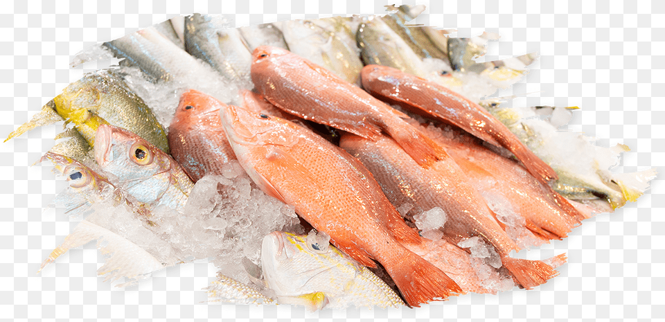 Fresh Fish, Animal, Sea Life Free Png Download