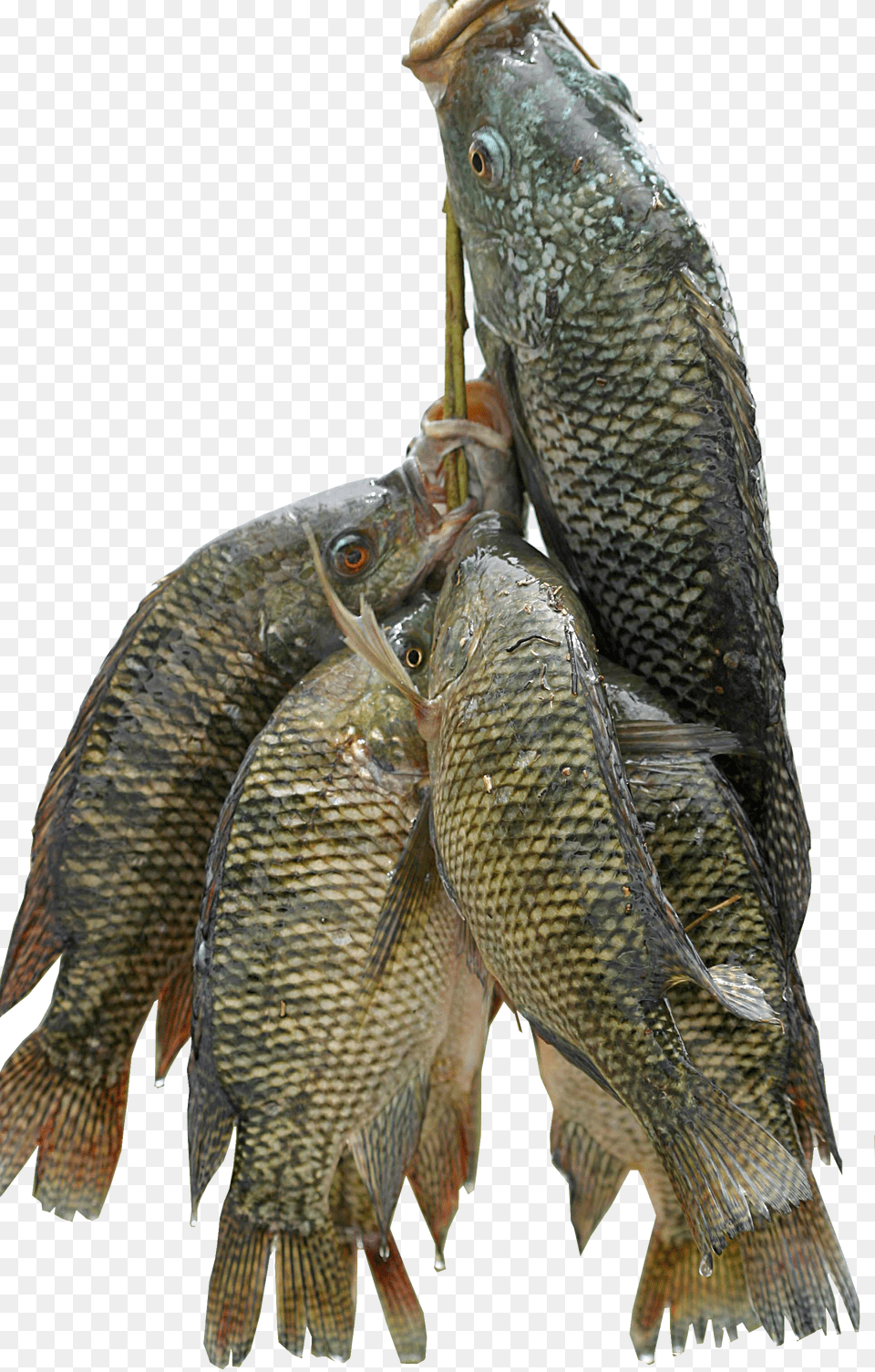 Fresh Fish Does Tilapia Taste Like Png