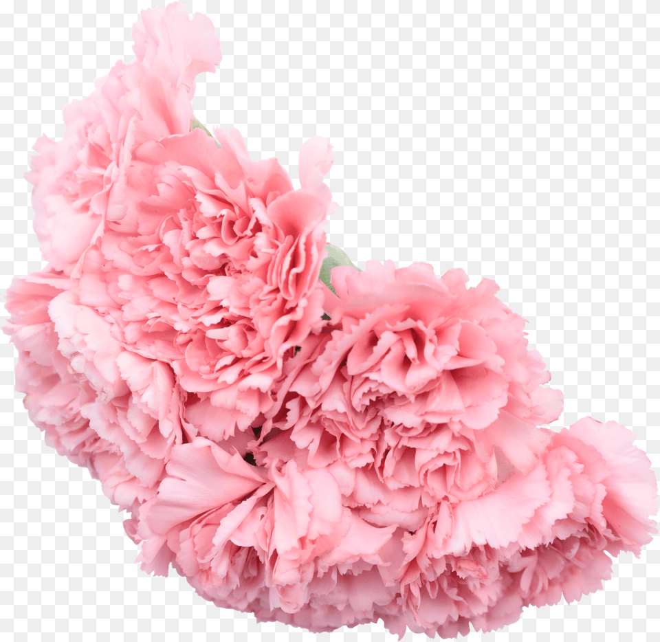 Fresh Flower Bouquet Cut Out Photos By Canva Chinese Peony, Carnation, Plant Png Image