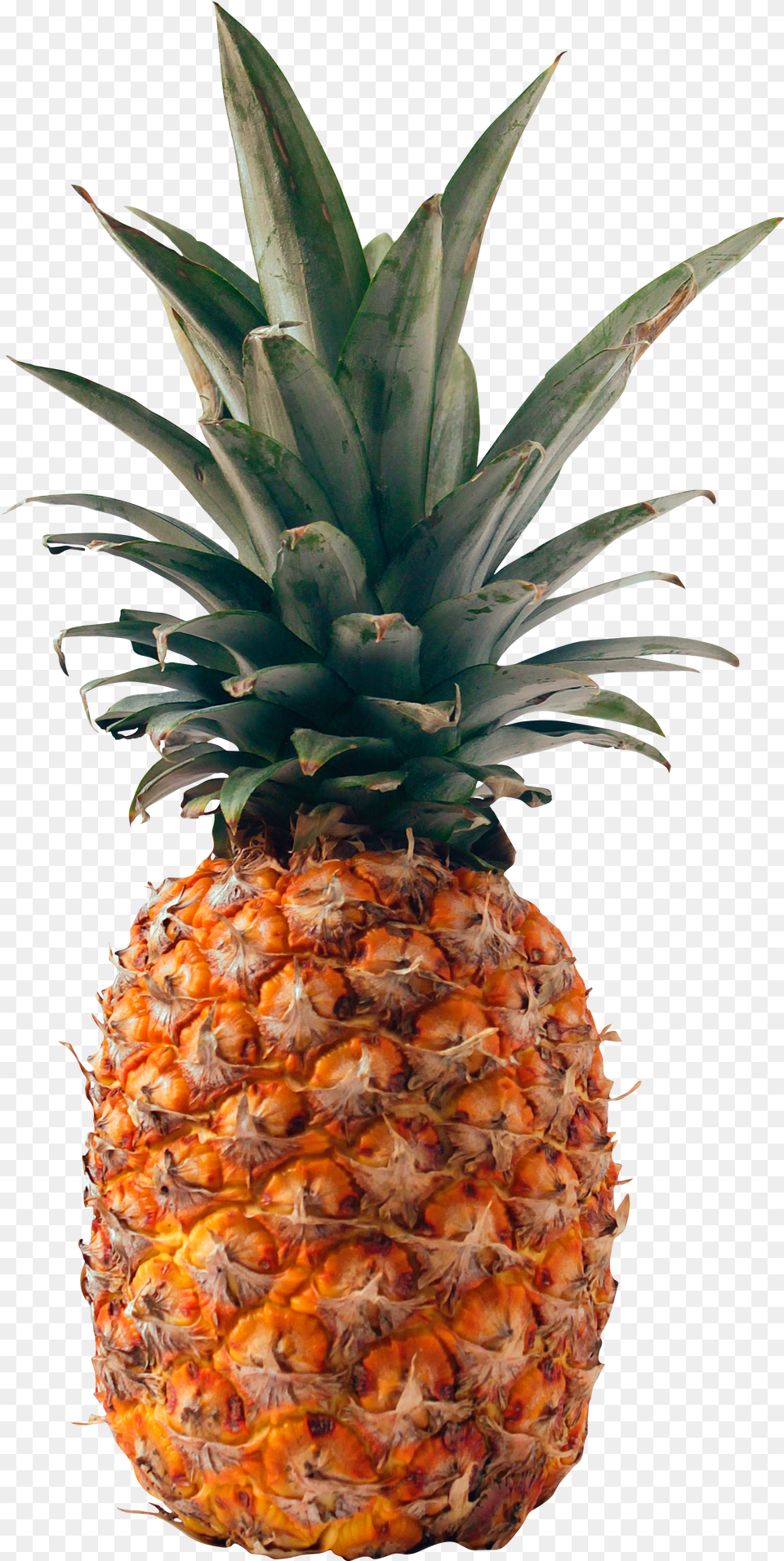 Fresh Golden Pineapple U2013 For Pineapple Fruit Png