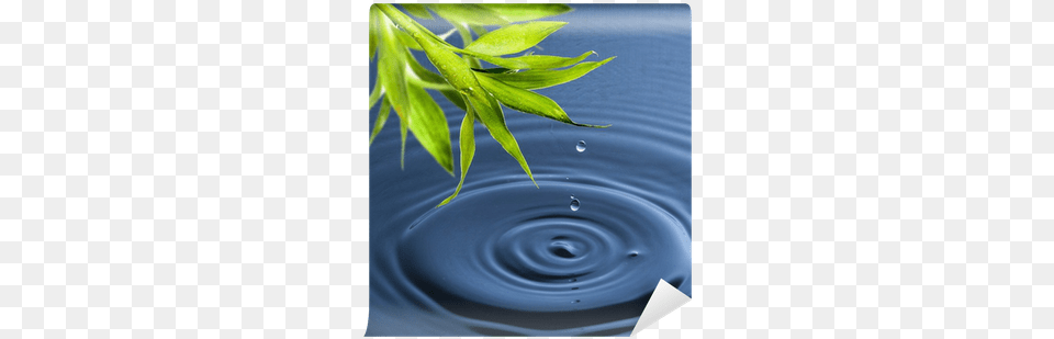 Fresh Green Bamboo Leaf With Water Drop Drop, Nature, Outdoors, Plant, Ripple Free Transparent Png