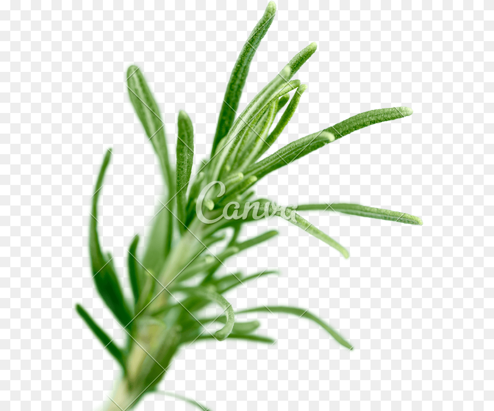 Fresh Green Sprig Of Rosemary Isolated On A White Background, Herbal, Herbs, Plant Png