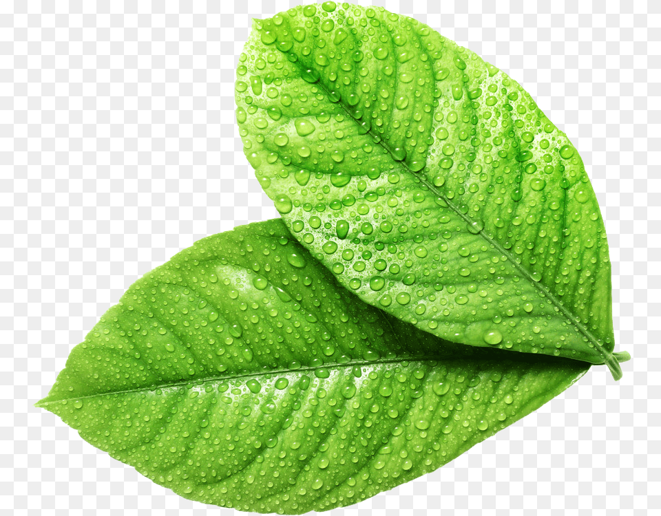 Fresh Leaves, Leaf, Plant, Annonaceae, Tree Free Transparent Png