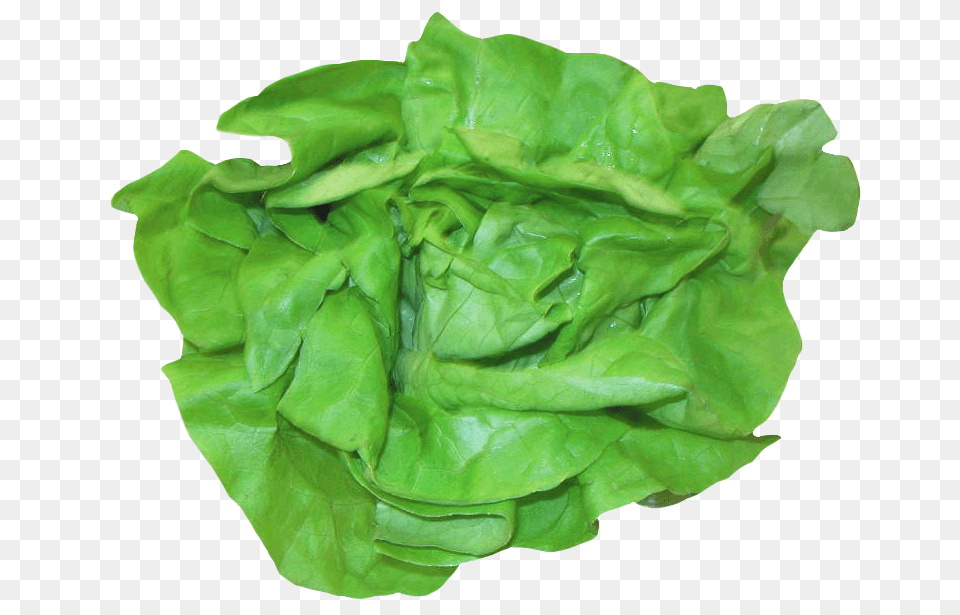 Fresh Lettuce, Food, Plant, Produce, Vegetable Free Png Download