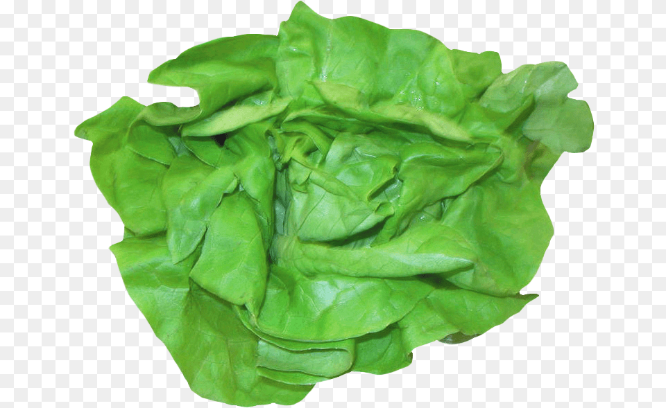 Fresh Lettuce Sandwich Lettuce, Food, Plant, Produce, Vegetable Png Image