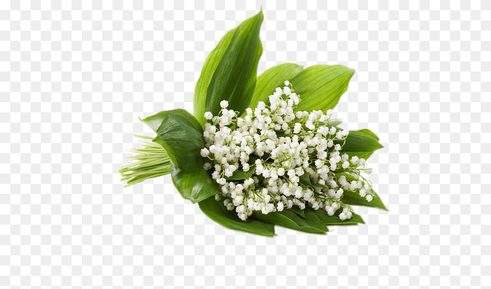 Fresh Lily Of The Valley, Plant, Leaf, Green, Flower Free Png