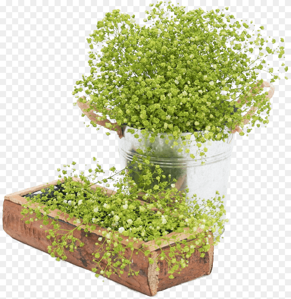 Fresh Lime Green Babys Breath Natural Flowers For Sale Flowerpot, Herbal, Herbs, Plant, Potted Plant Free Transparent Png