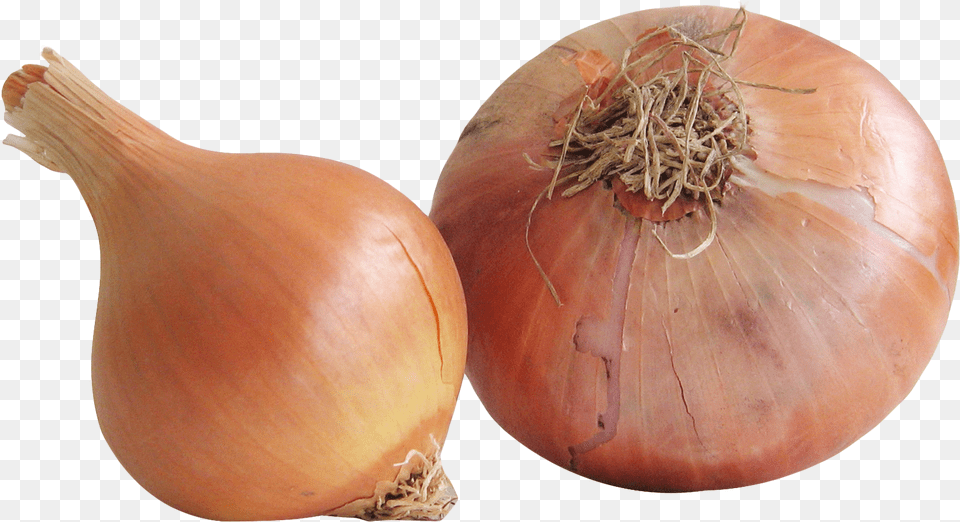 Fresh Onion, Food, Produce, Plant, Vegetable Png