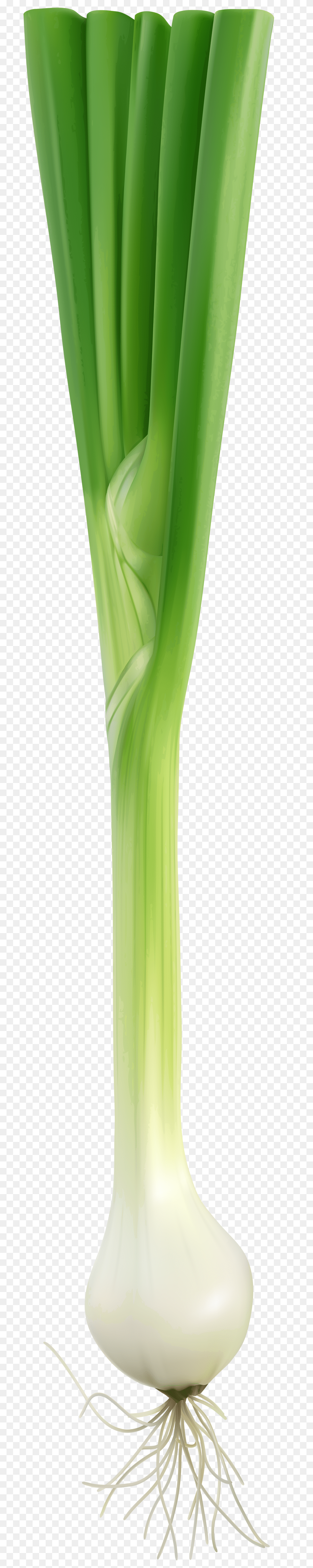 Fresh Onion Clip Art, Food, Leek, Plant, Produce Free Transparent Png