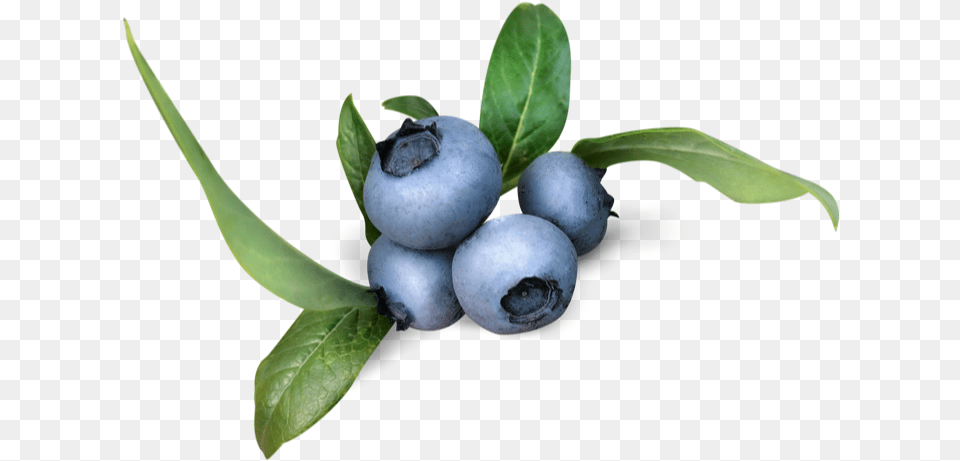 Fresh Organic Blueberries Falconglen Farms Bilberry, Berry, Blueberry, Food, Fruit Free Png