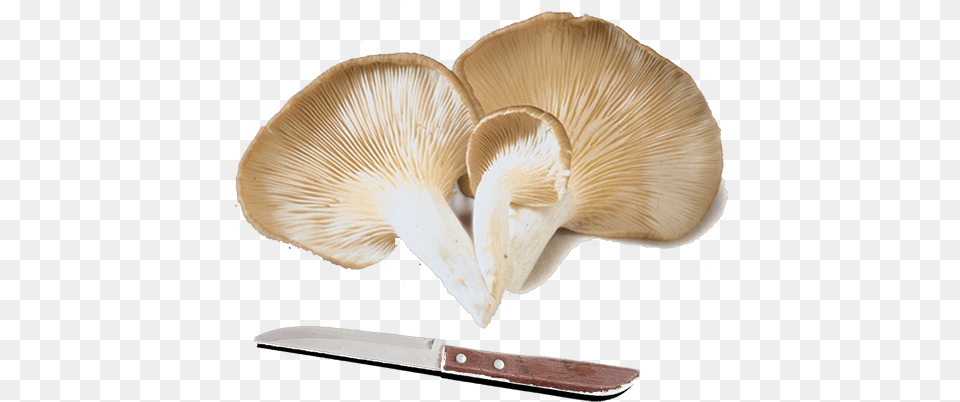 Fresh Oyster Mushrooms, Fungus, Plant, Mushroom, Agaric Free Transparent Png