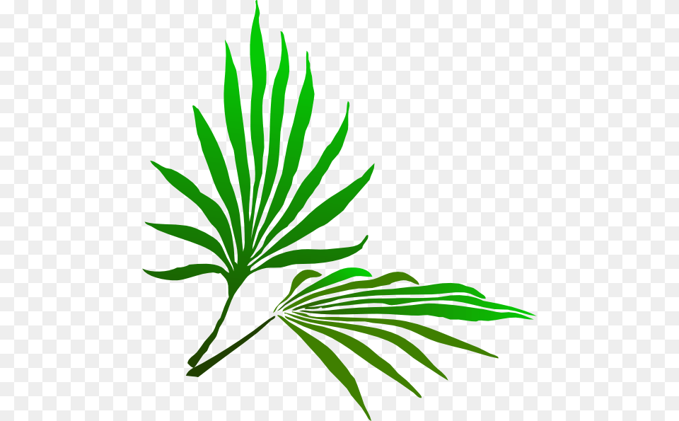 Fresh Palm Tree Palm Sunday Clip Art Herbal, Herbs, Leaf, Plant Free Png Download