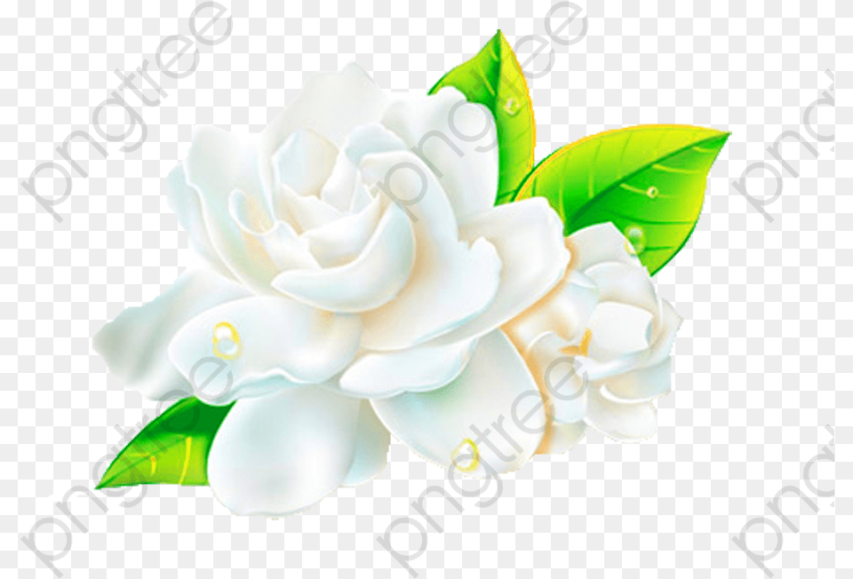Fresh Picture Material, Flower, Plant, Rose, Petal Free Transparent Png