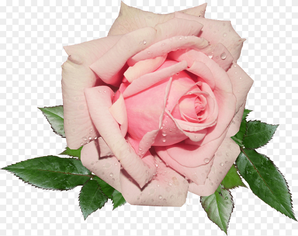 Fresh Pink Rose Image For Pink Rose Transparent Background Free Png Download