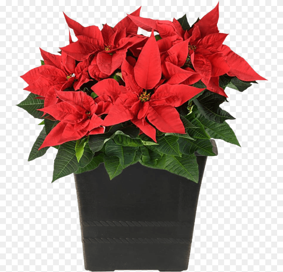 Fresh Poinsettias Pic Christmas Poinsettia, Flower, Pottery, Potted Plant, Planter Free Transparent Png