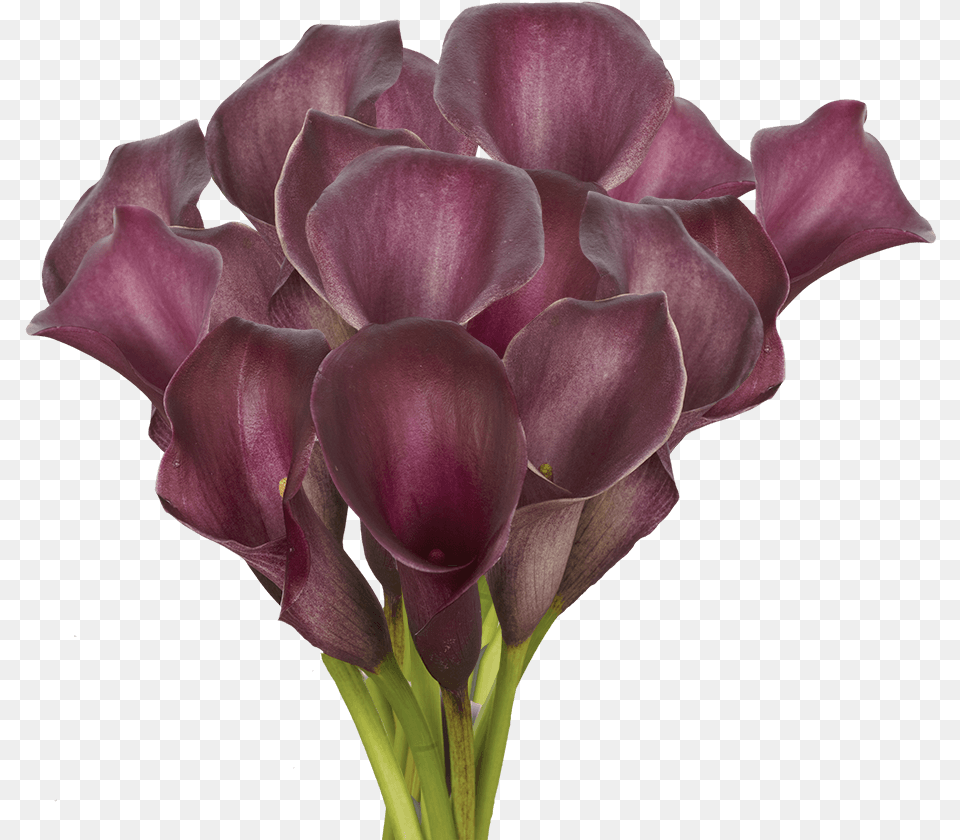 Fresh Purple Calla Lily Flowers Lovely, Flower, Petal, Plant, Rose Free Png Download