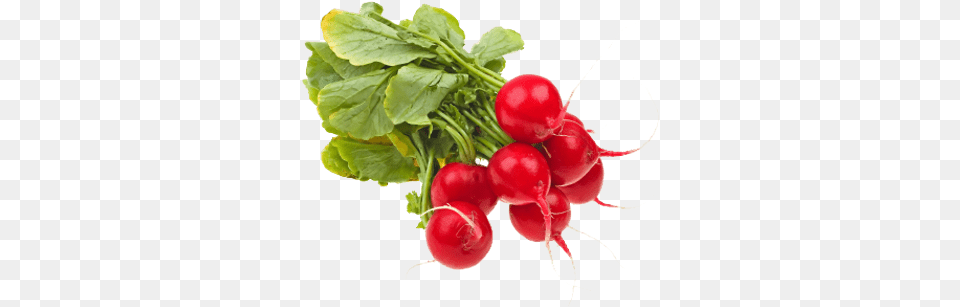Fresh Radishes, Food, Plant, Produce, Radish Free Transparent Png