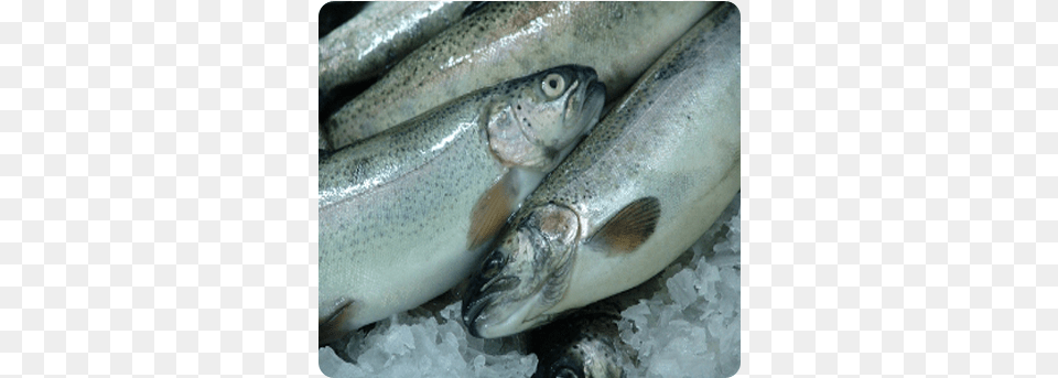 Fresh Rainbow Trout Exporter Rainbow Trout, Animal, Sea Life, Fish, Herring Free Png Download