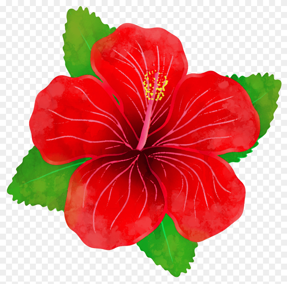 Fresh Red Hibiscus Flower Transparent, Plant Free Png Download