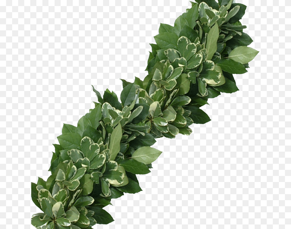 Fresh Salal Variegated Pittosporum Garland Wreaths Variegated Pittosporum Garland, Herbal, Herbs, Leaf, Plant Png