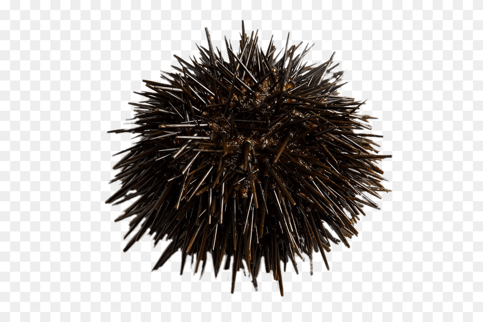 Fresh Sea Urchin, Animal, Sea Life, Invertebrate, Plant Png Image