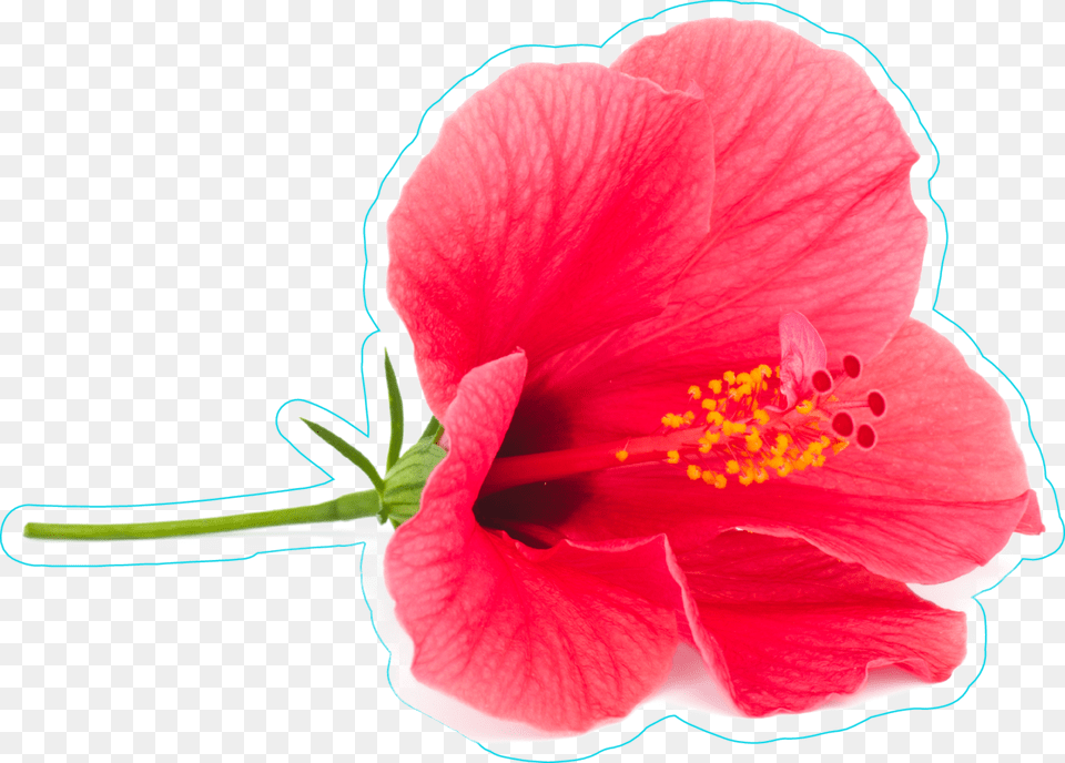 Fresh Sticker, Flower, Plant, Pollen, Rose Png Image