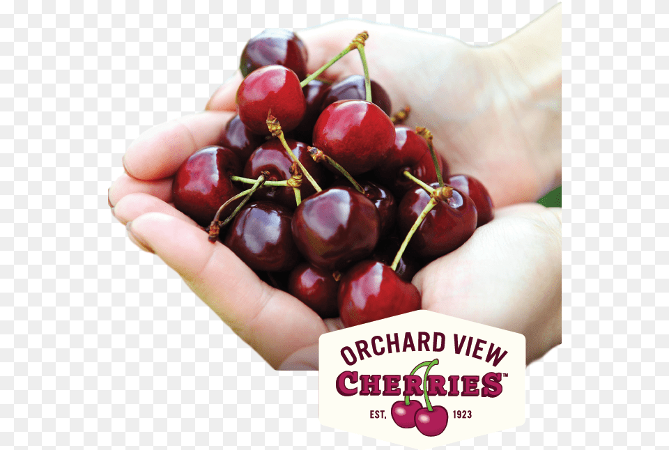 Fresh Sweet Cherries From Orchard View Cherry, Food, Fruit, Plant, Produce Free Png Download