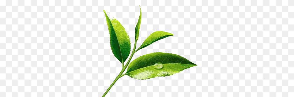 Fresh Tea Leaves, Leaf, Plant, Beverage, Green Tea Free Png