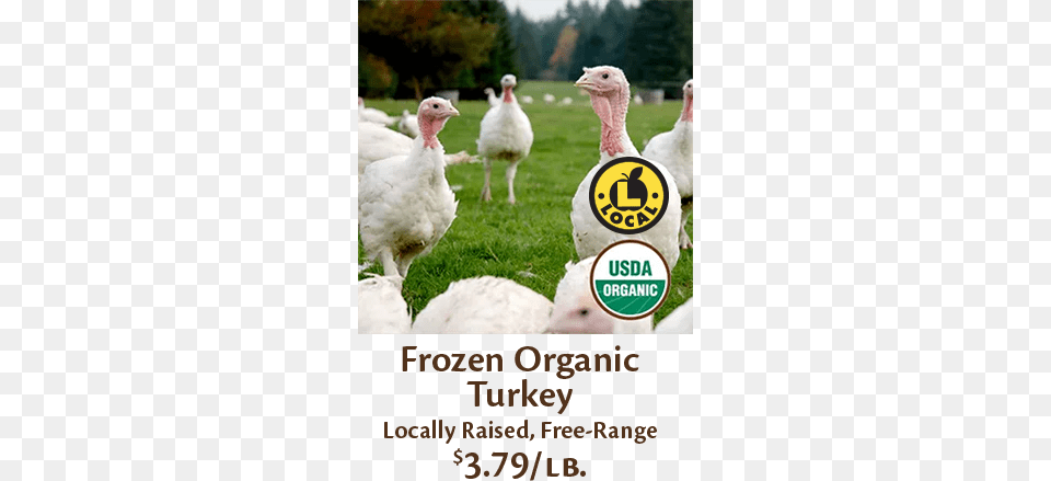 Fresh Turkey Frozen Turkey Frozen Organic Turkey Broad Breasted White Turkey Female, Animal, Bird, Fowl, Poultry Png Image