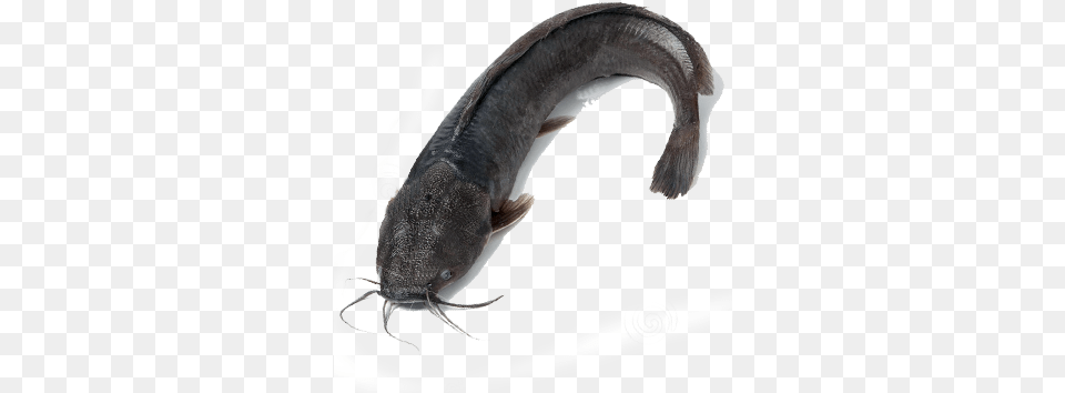 Fresh Water Catfish Singhara Fish In Pakistan, Animal, Sea Life, Eel, Shark Free Png Download