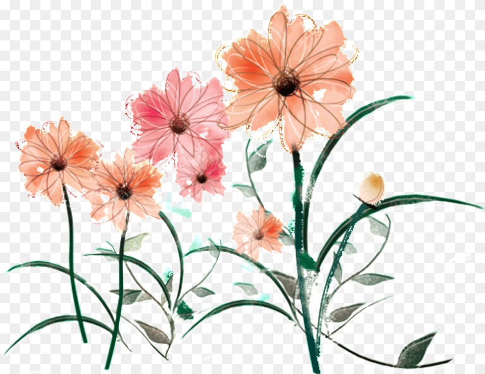 Fresh Water Pink Hand Painted Chrysanthemum Decorative Illustration, Graphics, Art, Plant, Floral Design Free Png