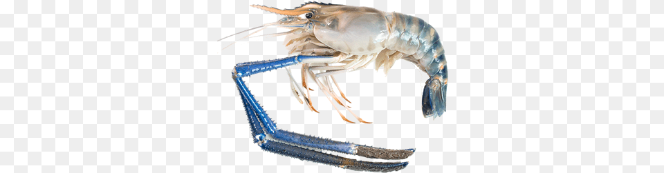 Fresh Water Scampi Fresh Water Prawn, Food, Seafood, Animal, Sea Life Png Image