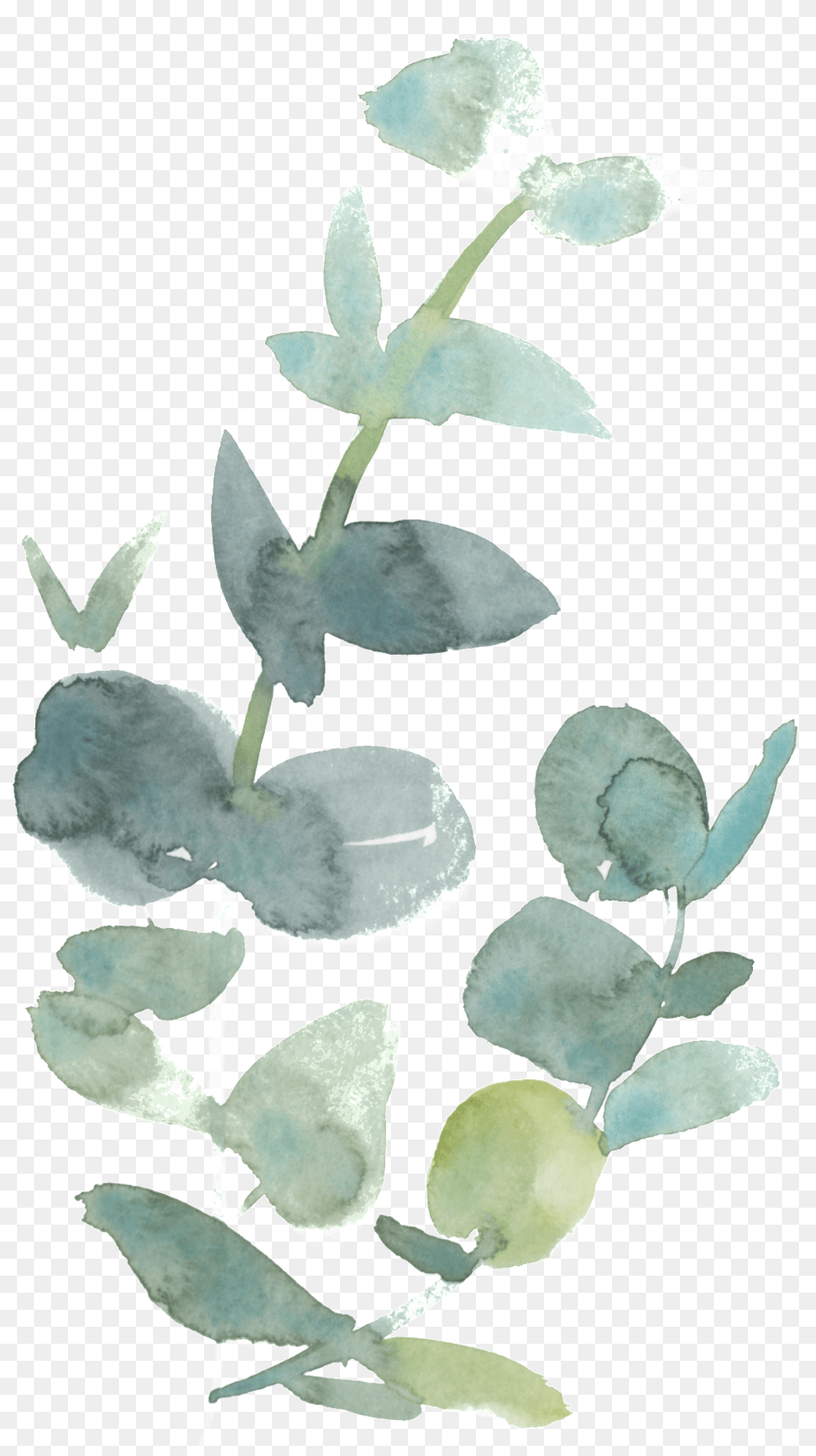 Fresh Watercolor Leaves Transparent Decorative Peach Coral Eastern Prickly Pear, Herbal, Herbs, Leaf, Plant Free Png Download