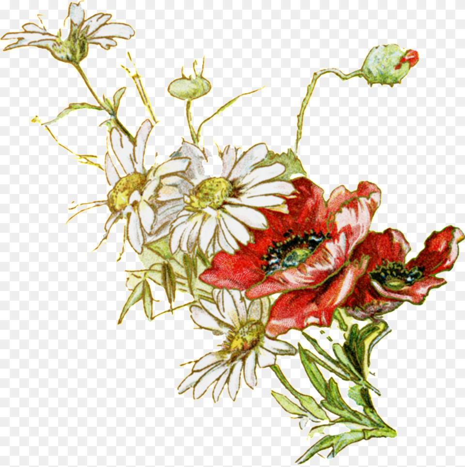 Fresh White Hand Drawn Chrysanthemum Decorative Elements Art, Pattern, Graphics, Plant Free Transparent Png