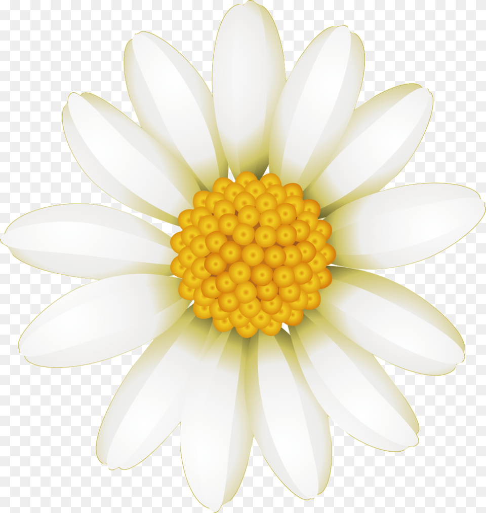 Fresh White Hand Drawn Chrysanthemum Decorative Elements Marguerite Daisy, Flower, Petal, Plant, Anther Free Png Download