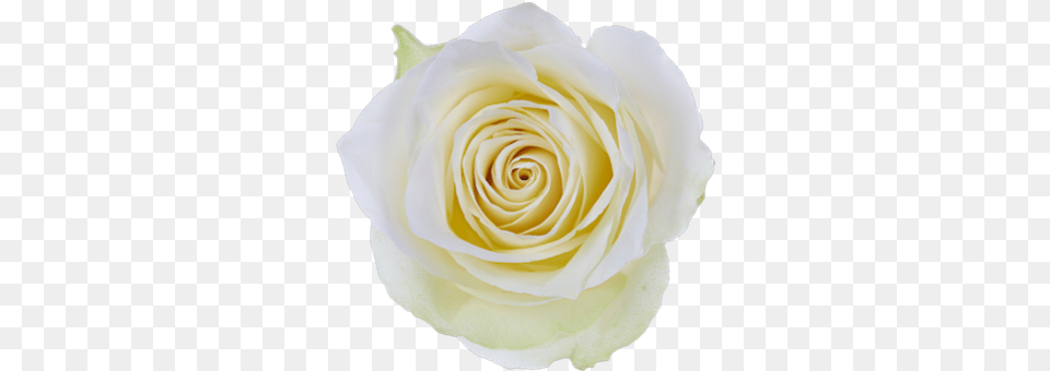 Freshbids Buy It Now Floribunda, Flower, Plant, Rose, Petal Free Png